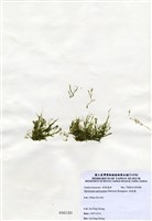 藏品(指枝藻)的圖片